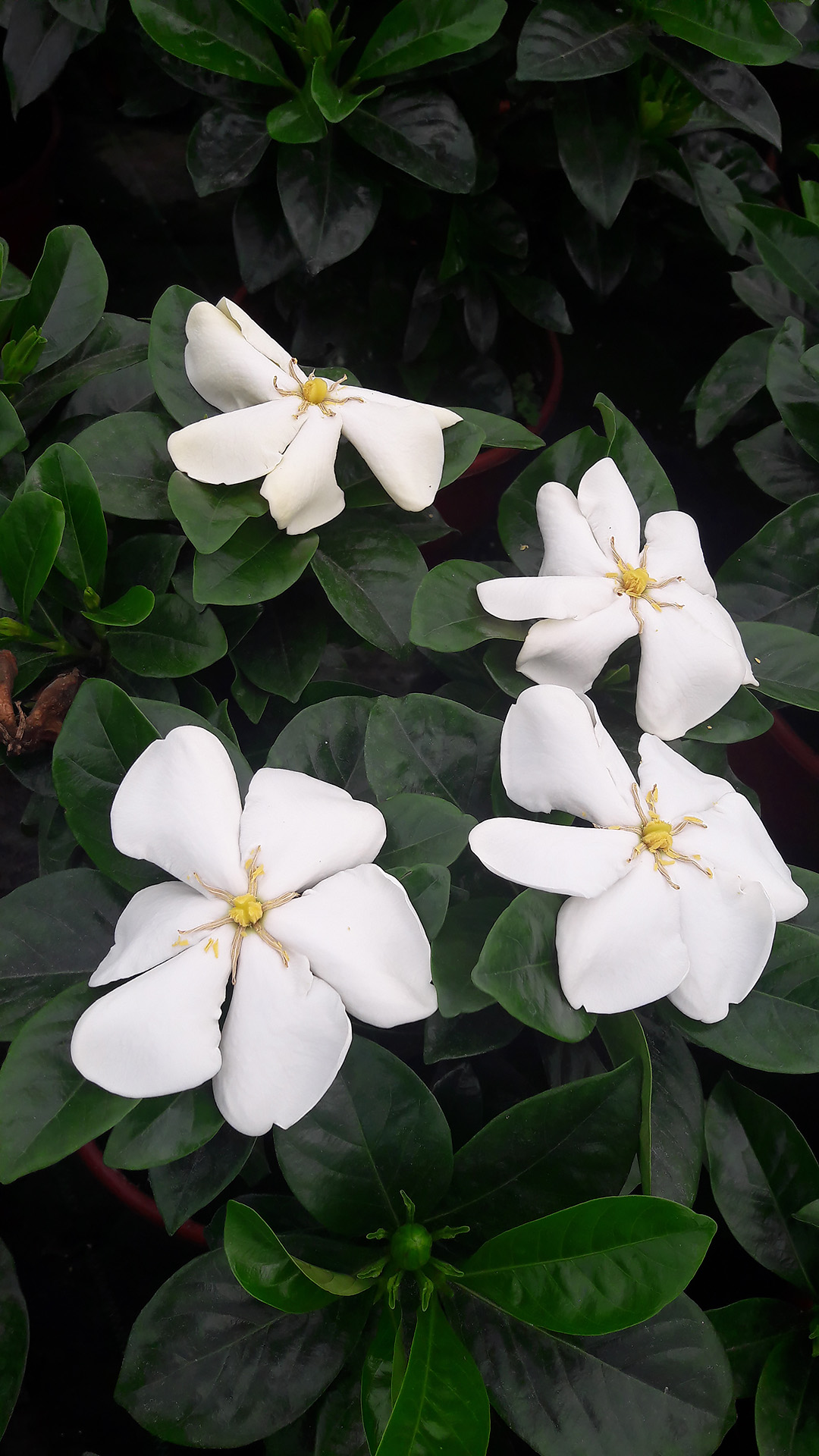 Gardenia – Kalantzis Fyta